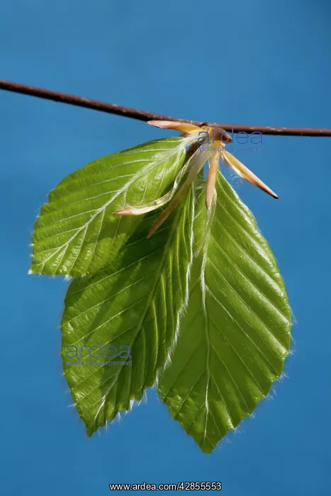  : Beech - leaves