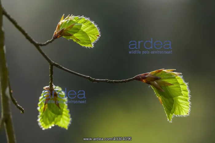: Beech leaves - freshly sprouted leaves of a red : Beech leaves - freshly sprouted leaves of a red
