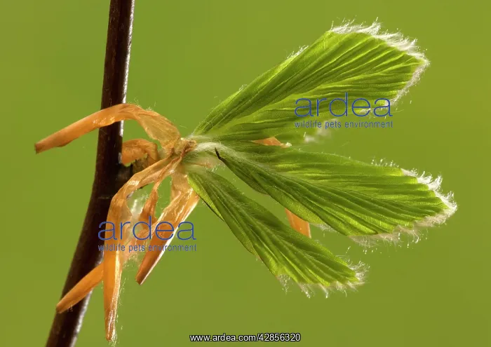 : Beech leaves unfurling in spring : Beech leaves unfurling in spring