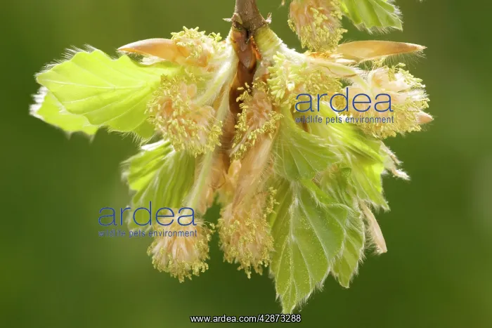 : Beech, male flowers and young leaves : Beech, male flowers and young leaves