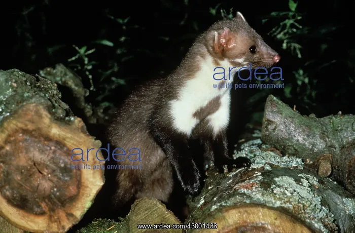  : Beech Marten