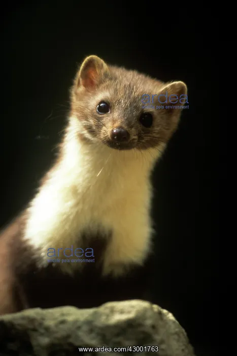  : Beech Marten