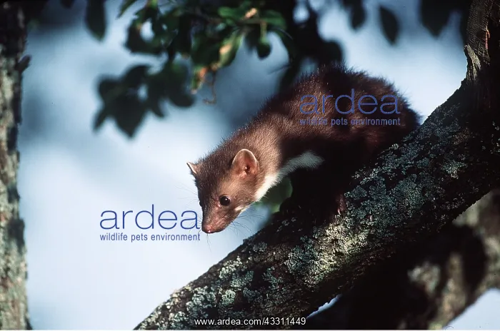 : Beech MARTEN : Beech MARTEN