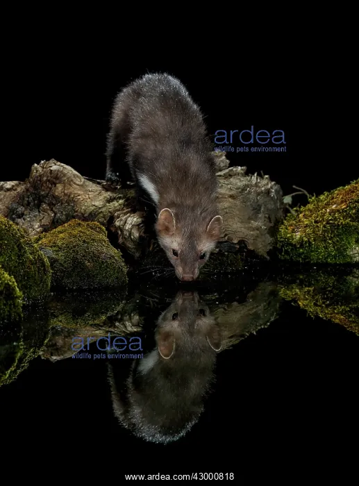 : Beech Marten adult drinking water with reflection : Beech Marten adult drinking water with reflection