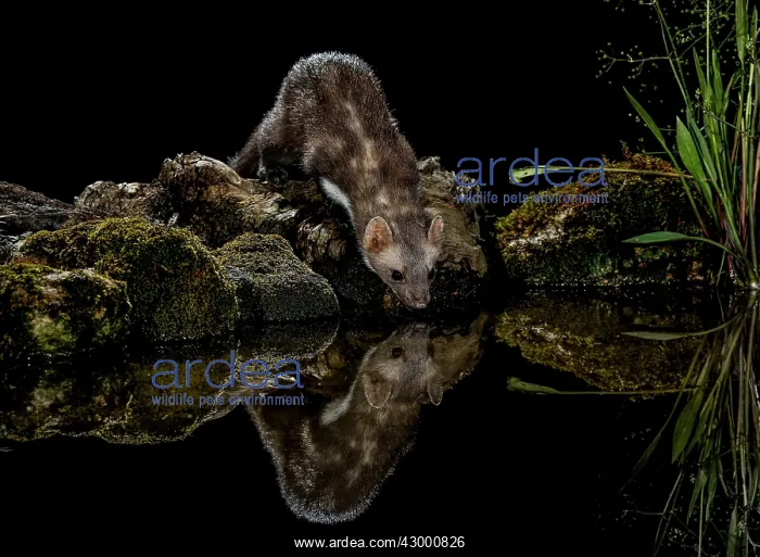 : Beech Marten adult drinking water with reflection : Beech Marten adult drinking water with reflection