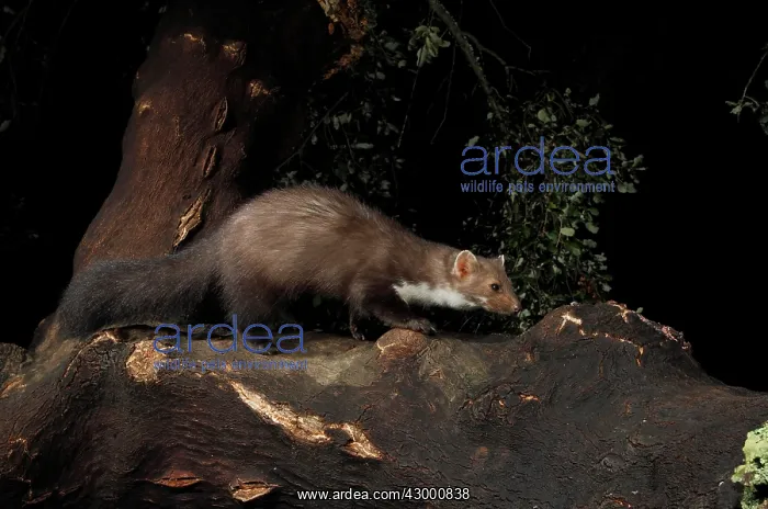 : Beech Marten adult on top of a log : Beech Marten adult on top of a log