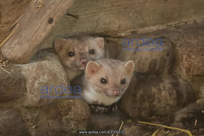 : Beech marten (Martes foina) : Beech marten (Martes foina)