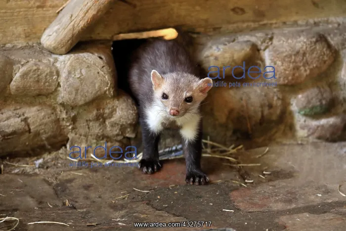  : Beech marten (Martes foina), adult, on burrow, alert