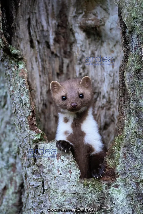 : Beech marten (Martes foina), Bitburg, Rhineland- : Beech marten (Martes foina), Bitburg, Rhineland-