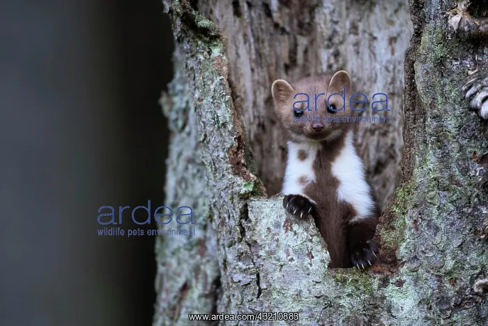 : Beech marten (Martes foina), Bitburg, Rhineland- : Beech marten (Martes foina), Bitburg, Rhineland-