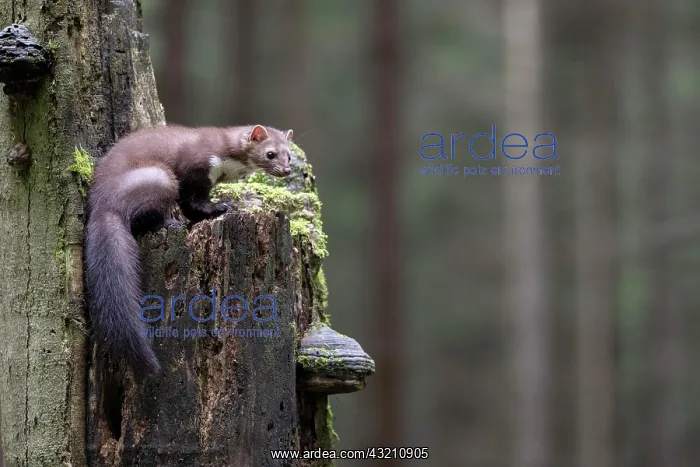 : Beech marten (Martes foina), Bitburg, Rhineland- : Beech marten (Martes foina), Bitburg, Rhineland-