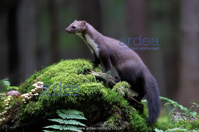 : Beech marten (Martes foina), Bitburg, Rhineland- : Beech marten (Martes foina), Bitburg, Rhineland-