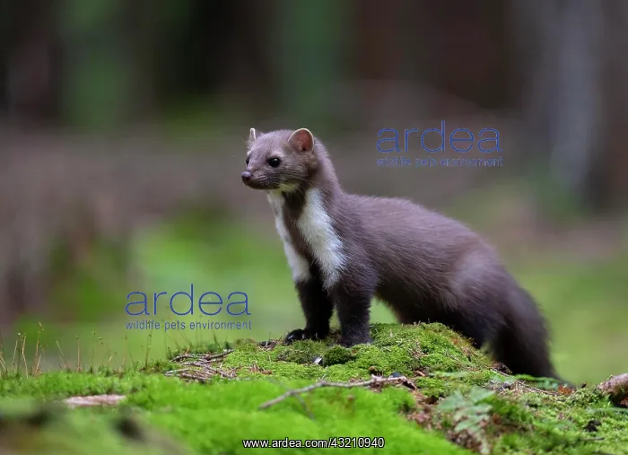 : Beech marten (Martes foina), Bitburg, Rhineland- : Beech marten (Martes foina), Bitburg, Rhineland-