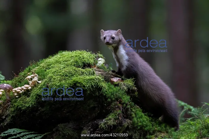 : Beech marten (Martes foina), Bitburg, Rhineland- : Beech marten (Martes foina), Bitburg, Rhineland-