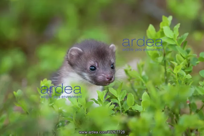 : Beech marten (Martes foina), puppy looks over bushes : Beech marten (Martes foina), puppy looks over bushes