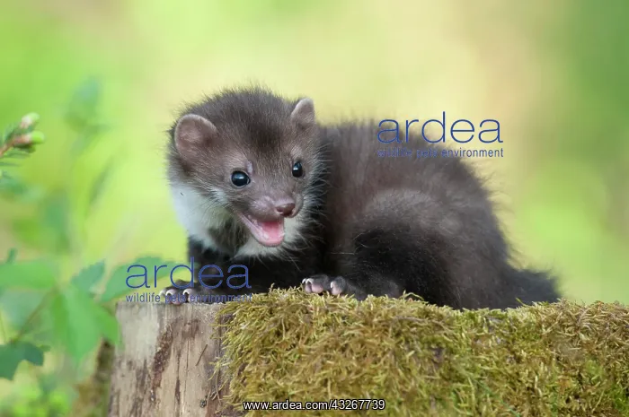 : Beech marten (Martes Foina), puppy sits on a tree : Beech marten (Martes Foina), puppy sits on a tree