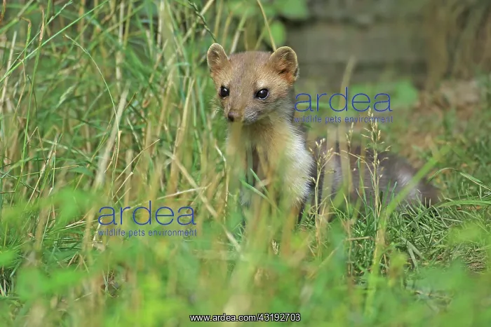 : Beech marten (Martes foina), Warstein, North Rhine-Westphali : Beech marten (Martes foina), Warstein, North Rhine-Westphali