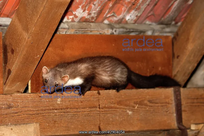 : Beech Marten / Stone Marten : Beech Marten / Stone Marten