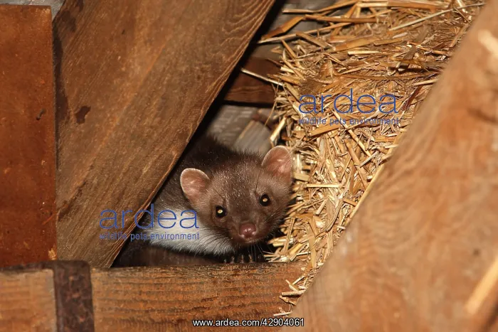 : Beech Marten / Stone Marten : Beech Marten / Stone Marten