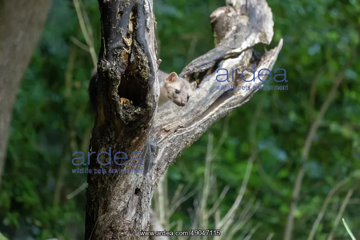 : Beech Marten; (Stone Marten) : Beech Marten; (Stone Marten)