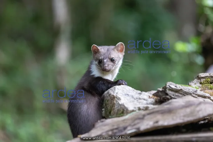 : Beech Marten; (Stone Marten) : Beech Marten; (Stone Marten)