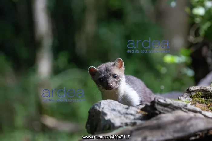 : Beech Marten; (Stone Marten) : Beech Marten; (Stone Marten)