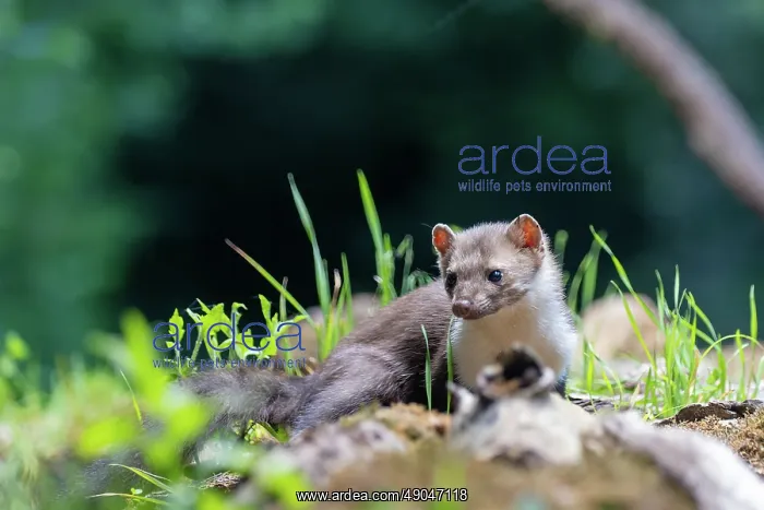 : Beech Marten; (Stone Marten) : Beech Marten; (Stone Marten)