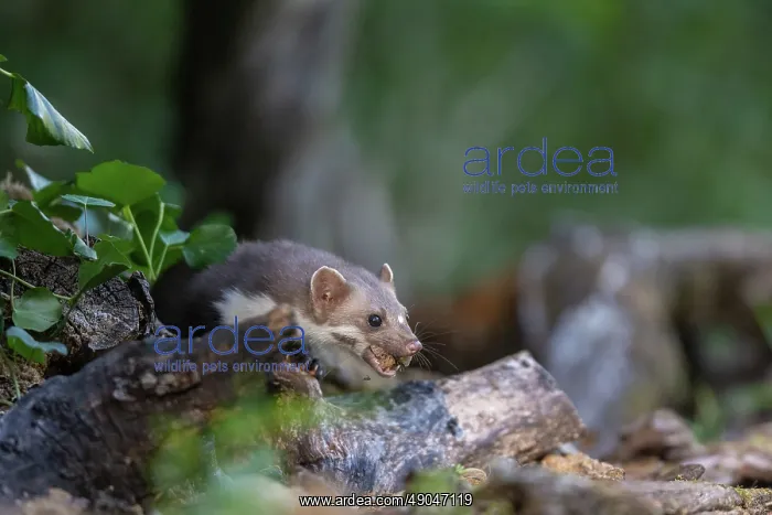 : Beech Marten; (Stone Marten) : Beech Marten; (Stone Marten)