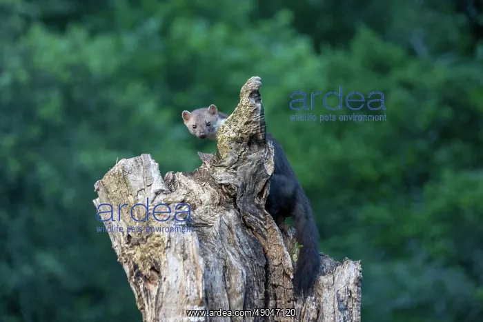 : Beech Marten; (Stone Marten) : Beech Marten; (Stone Marten)