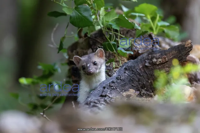 : Beech Marten; (Stone Marten) : Beech Marten; (Stone Marten)