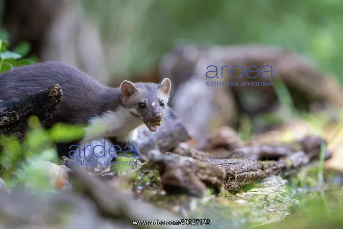 : Beech Marten; (Stone Marten) : Beech Marten; (Stone Marten)