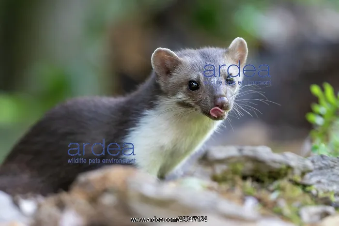 : Beech Marten; (Stone Marten) : Beech Marten; (Stone Marten)
