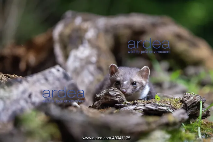 : Beech Marten; (Stone Marten) : Beech Marten; (Stone Marten)