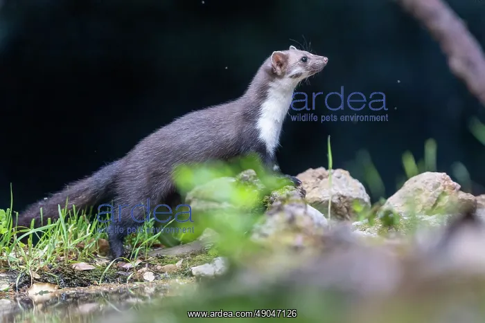 : Beech Marten; (Stone Marten) : Beech Marten; (Stone Marten)