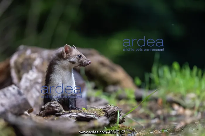 : Beech Marten; (Stone Marten) : Beech Marten; (Stone Marten)