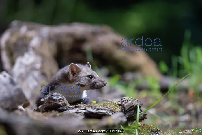 : Beech Marten; (Stone Marten) : Beech Marten; (Stone Marten)