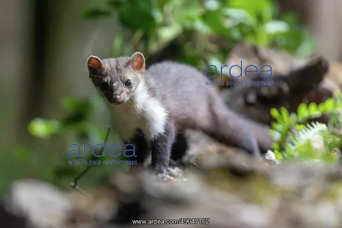 : Beech Marten; (Stone Marten) : Beech Marten; (Stone Marten)