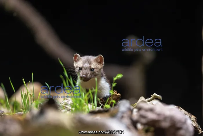 : Beech Marten; (Stone Marten) : Beech Marten; (Stone Marten)