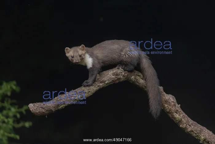 : Beech Marten; (Stone Marten) : Beech Marten; (Stone Marten)