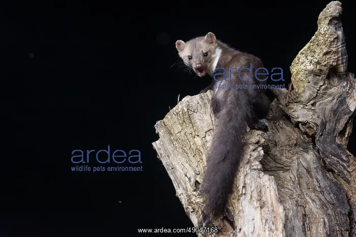 : Beech Marten; (Stone Marten) : Beech Marten; (Stone Marten)