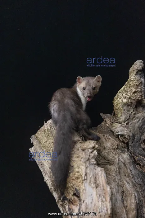 : Beech Marten; (Stone Marten) : Beech Marten; (Stone Marten)