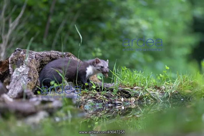 : Beech Marten; (Stone Marten) : Beech Marten; (Stone Marten)