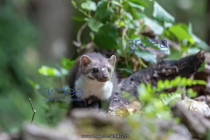 : Beech Marten; (Stone Marten) : Beech Marten; (Stone Marten)