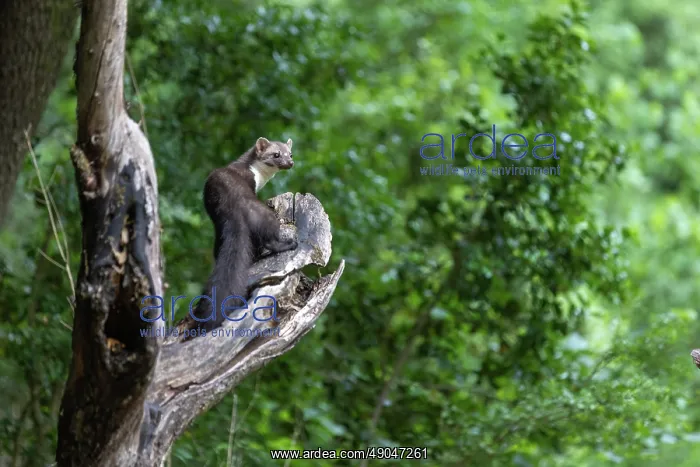 : Beech Marten; (Stone Marten) : Beech Marten; (Stone Marten)