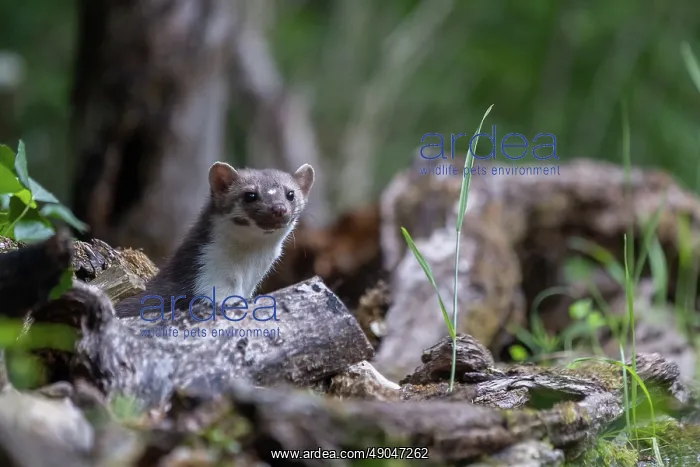 : Beech Marten; (Stone Marten) : Beech Marten; (Stone Marten)