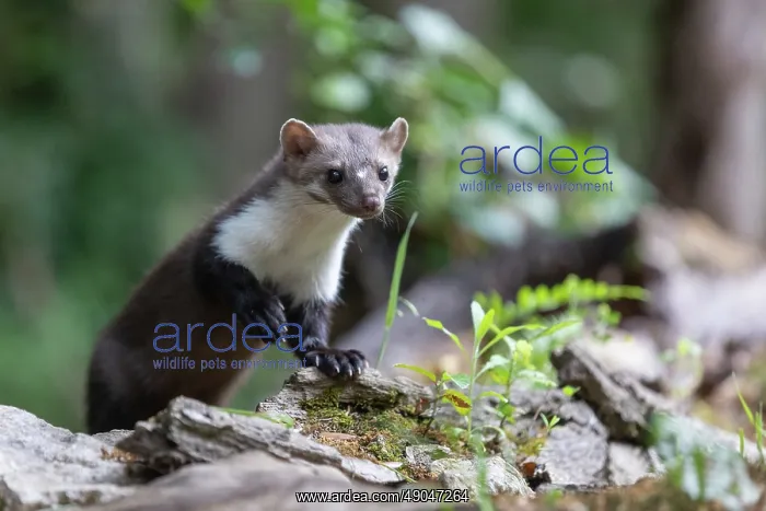 : Beech Marten; (Stone Marten) : Beech Marten; (Stone Marten)
