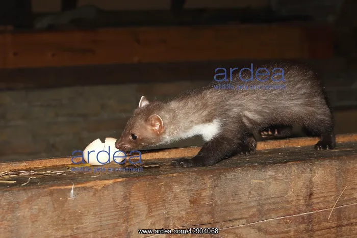 : Beech Marten / Stone Marten - eating egg : Beech Marten / Stone Marten - eating egg