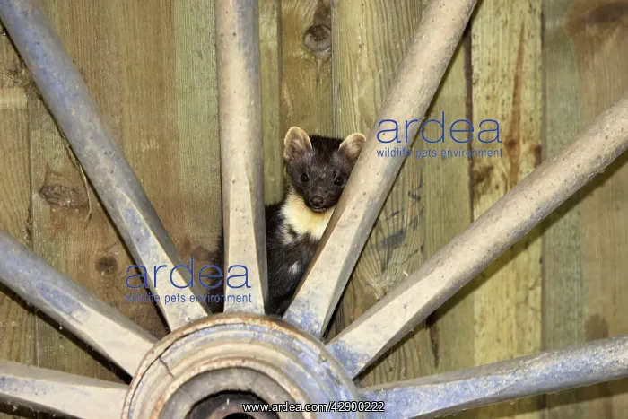 : Beech Martin - in barn : Beech Martin - in barn