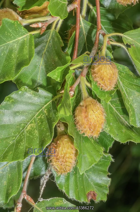 : beech mast, Fagus sylvatica ripening in late summer : beech mast, Fagus sylvatica ripening in late summer