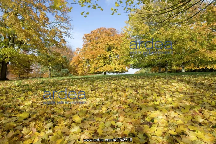 : Beech and plane trees - in golden yellow autumn colours : Beech and plane trees - in golden yellow autumn colours
